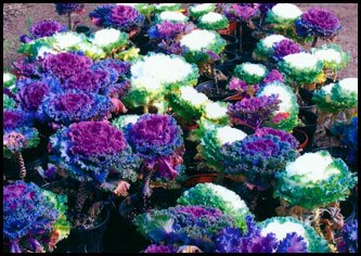 flowering kale photo