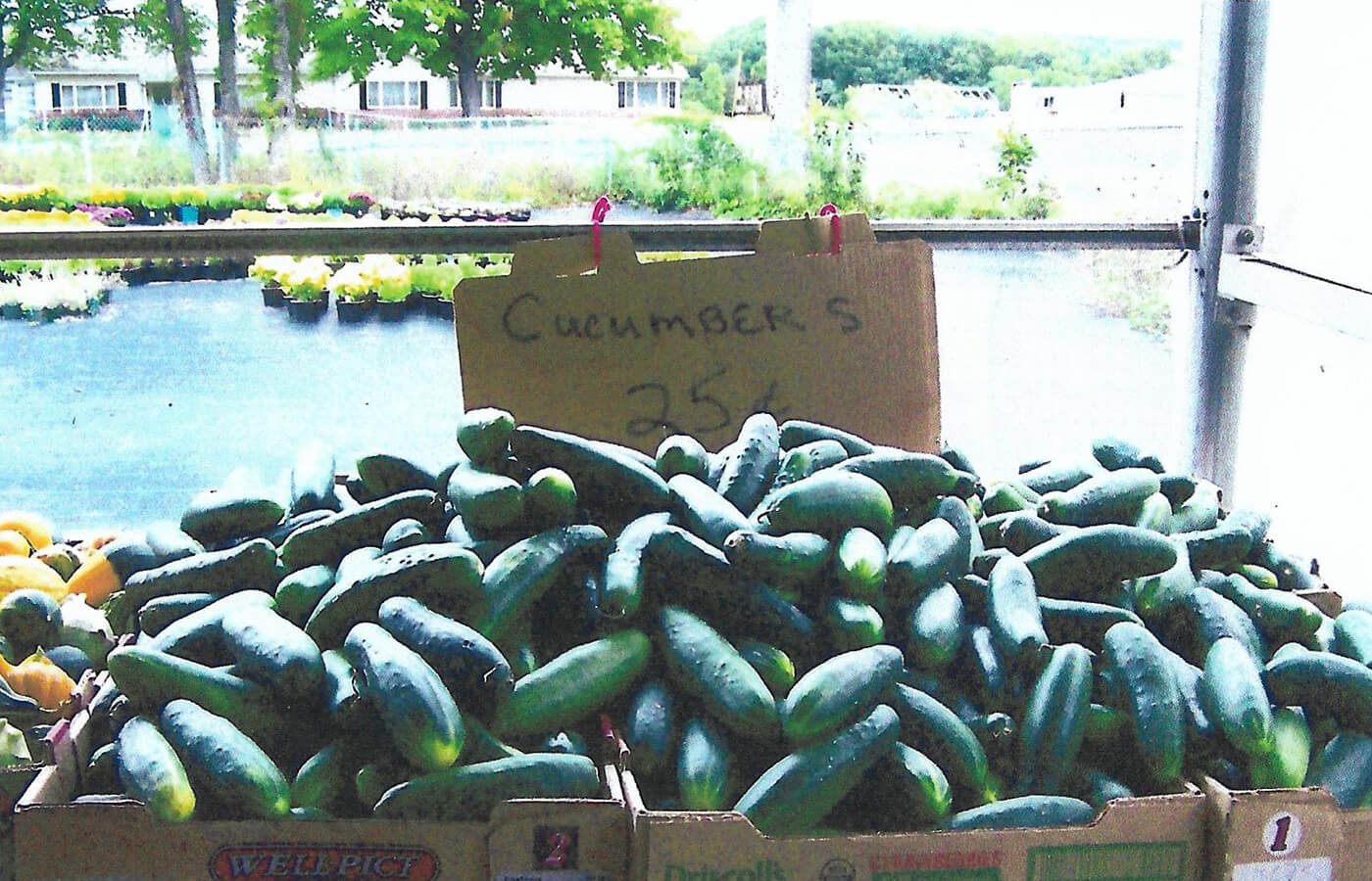 Homegrown cucumbers